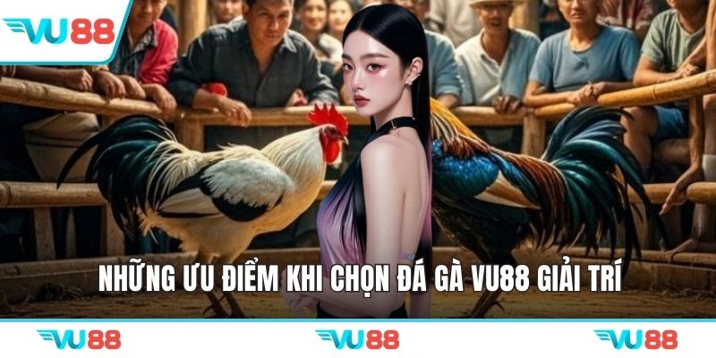 Những ưu điểm khi chọn đá gà VU88 giải trí